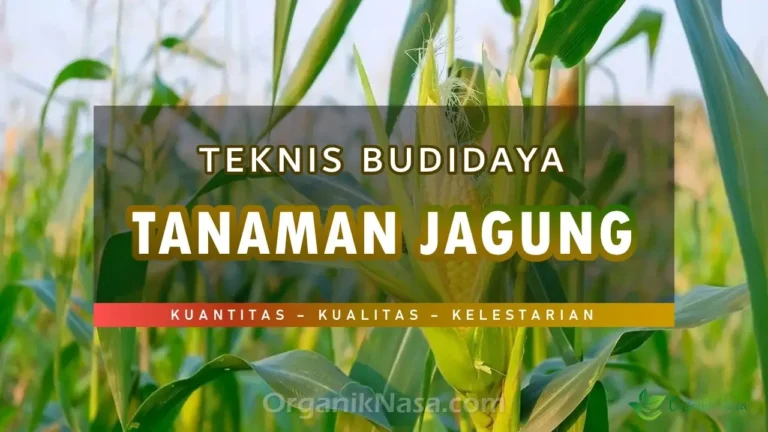 Teknis Budidaya Tanaman Jagung