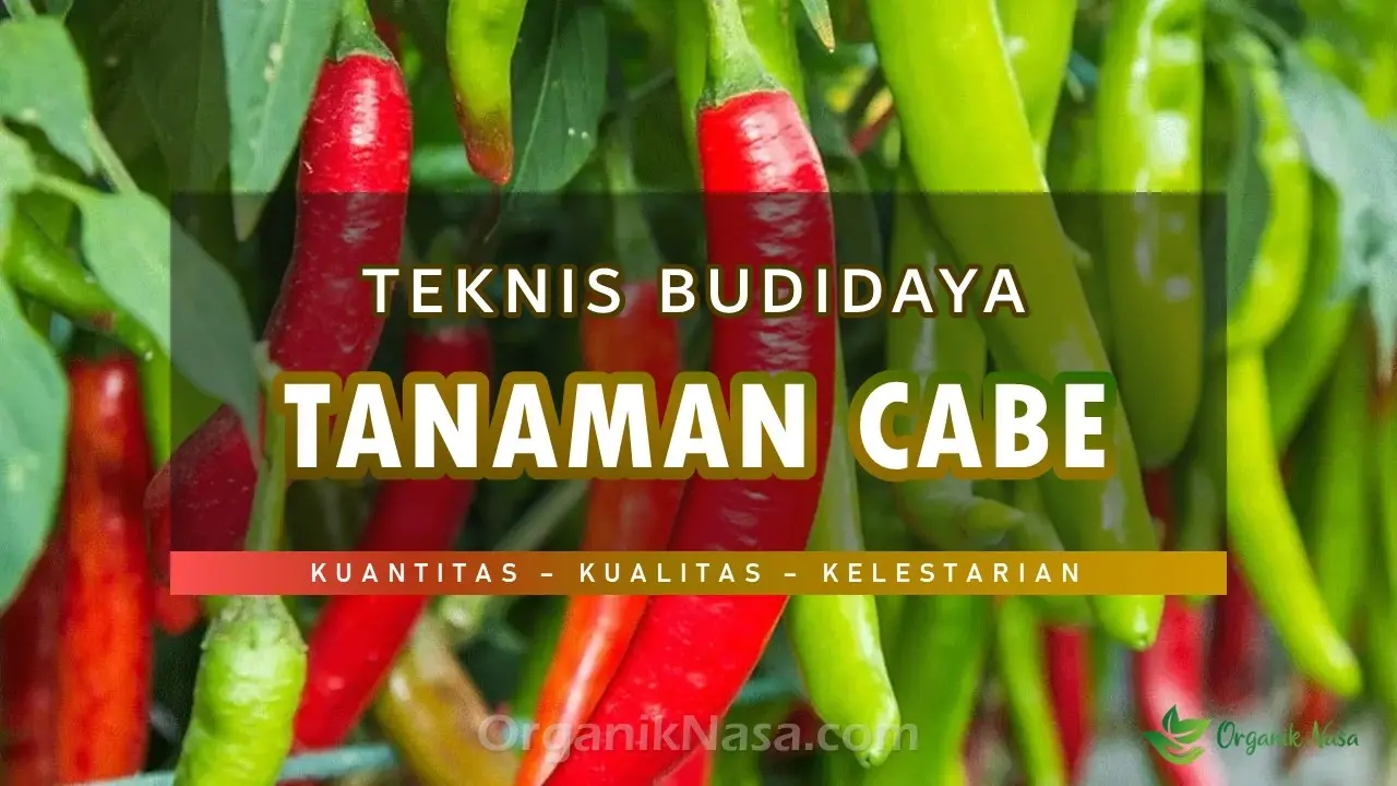 Teknis Budidaya Tanaman Cabe