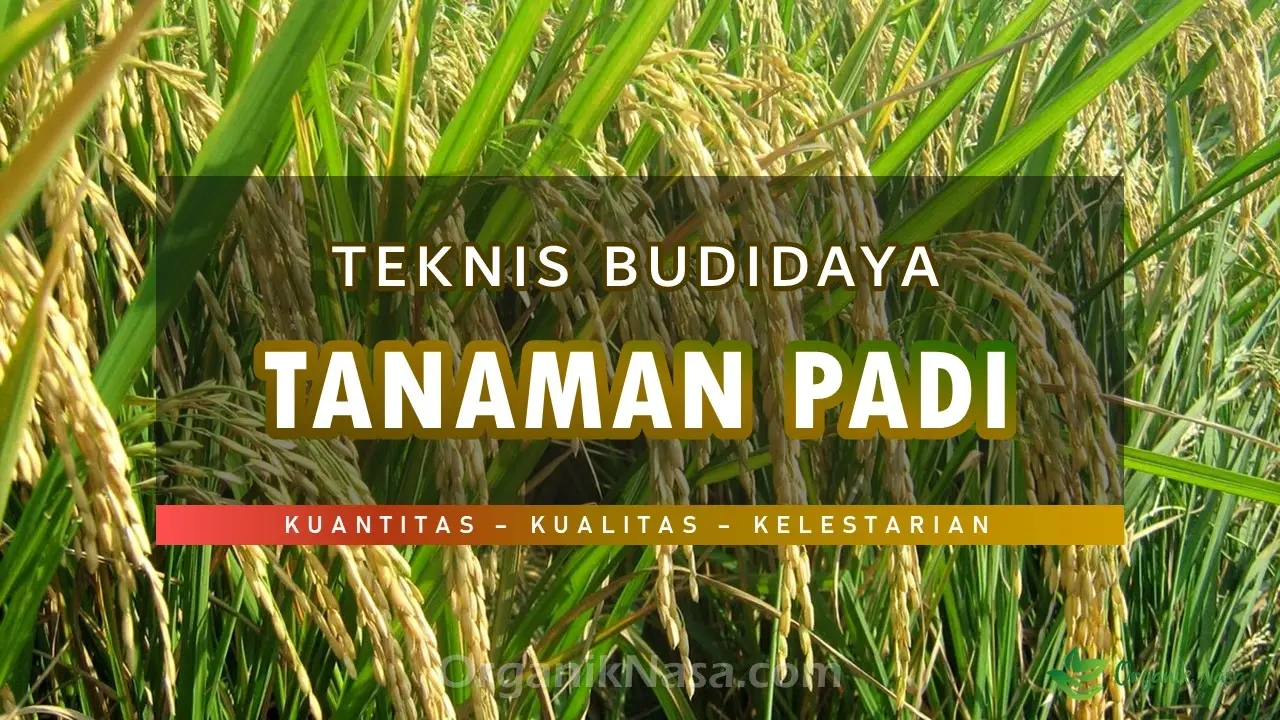 Teknis Budidaya Tanaman Padi