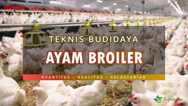 Teknik Budidaya Ayam Broiler (Pedaging)