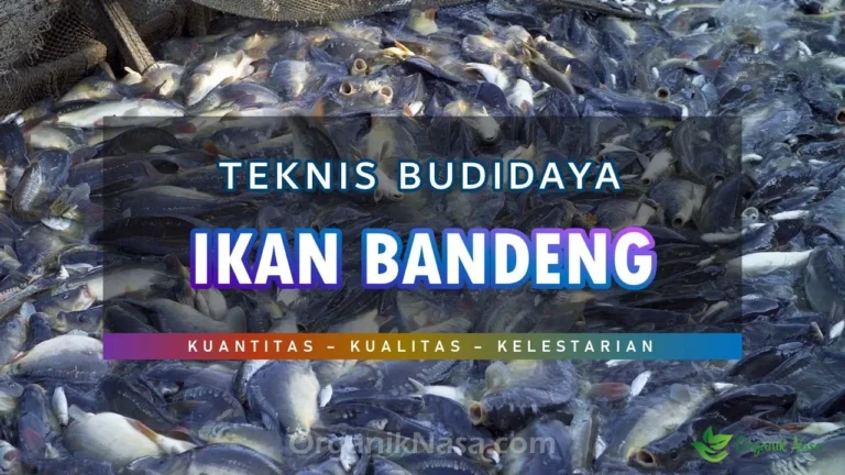 Teknik Budidaya Ikan Bandeng