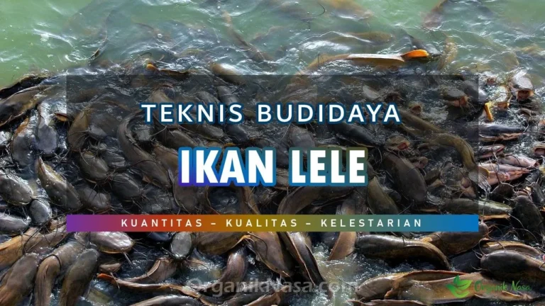 Teknis Budidaya Ikan Lele