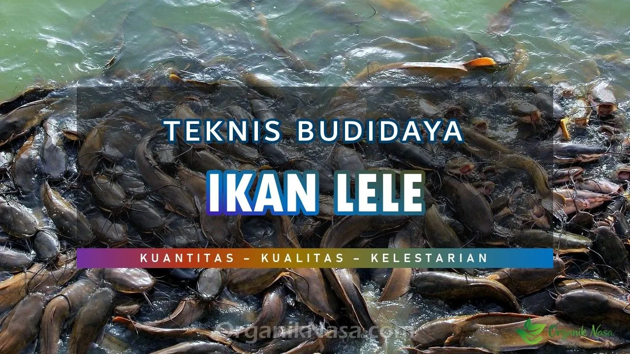 Teknis Budidaya Ikan Lele Nasa