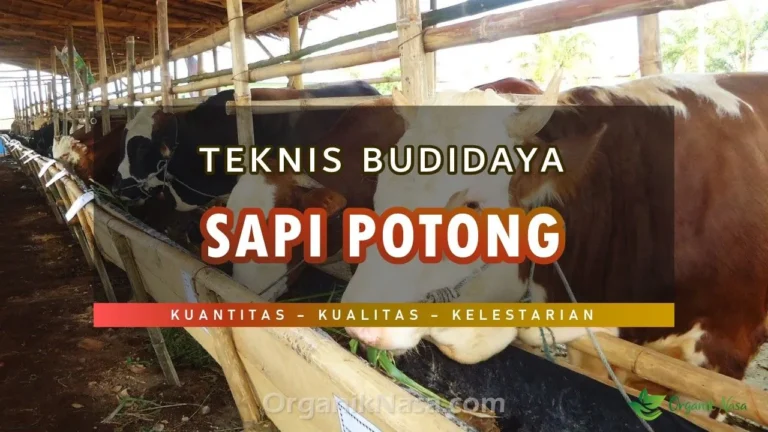 Teknik Budidaya Sapi Potong