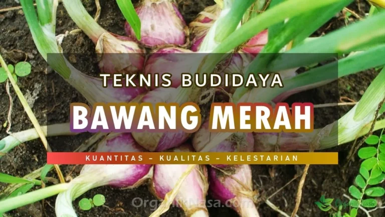 Teknis Budidaya Bawang Merah