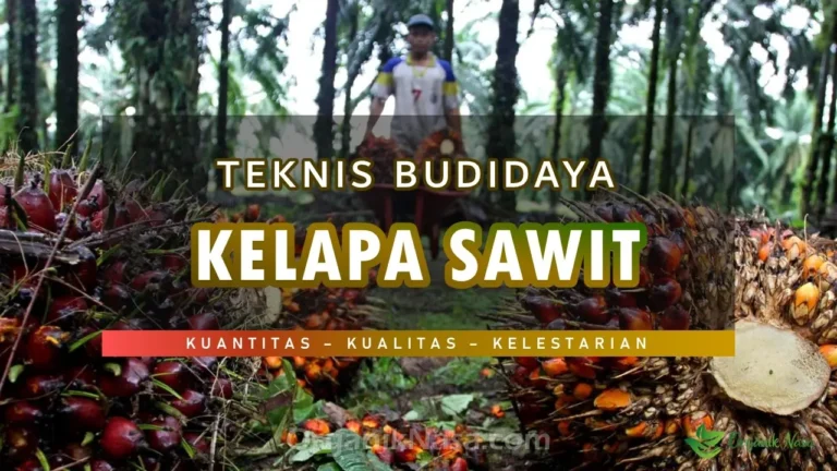 Teknis Budidaya Kelapa Sawit