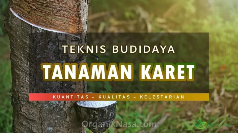 Teknis Budidaya Tanaman Karet