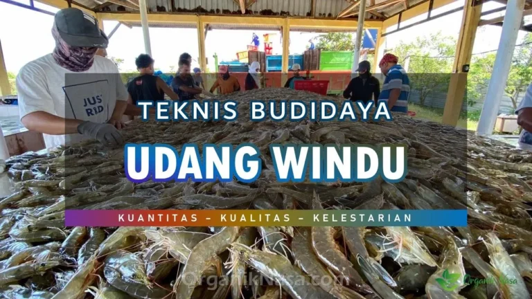 Teknik Budidaya Udang Windu