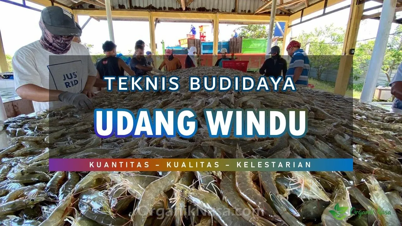 Teknis Budidaya Udang Windu