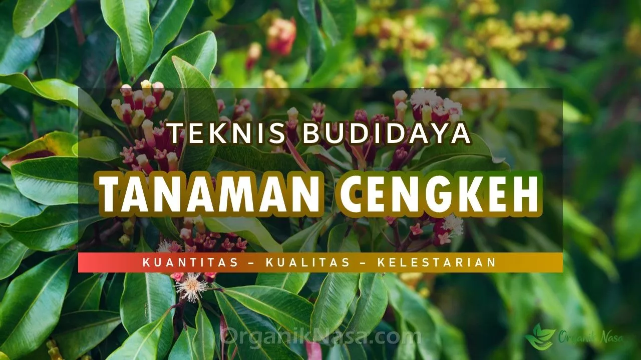 Teknis Budidaya Tanaman Cengkeh