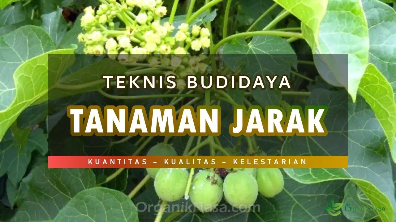 Teknis Budidaya Tanaman Jarak