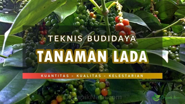 Teknis Budidaya Tanaman Lada