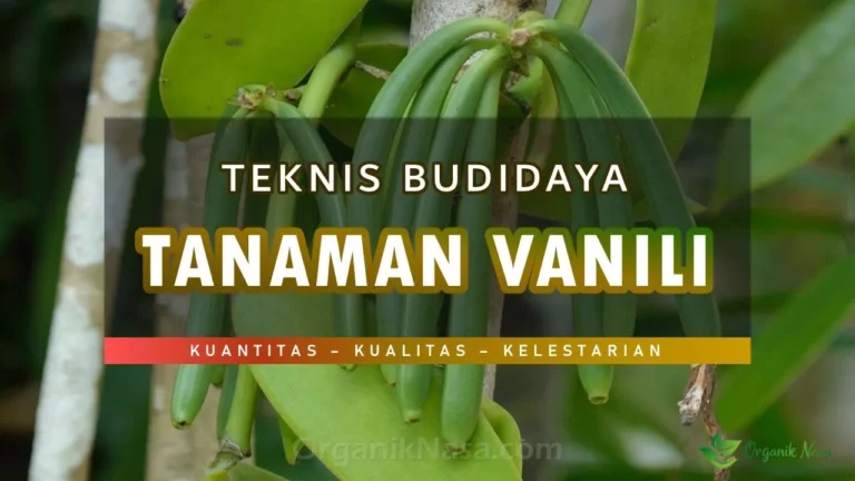 Teknis Budidaya Tanaman Vanili