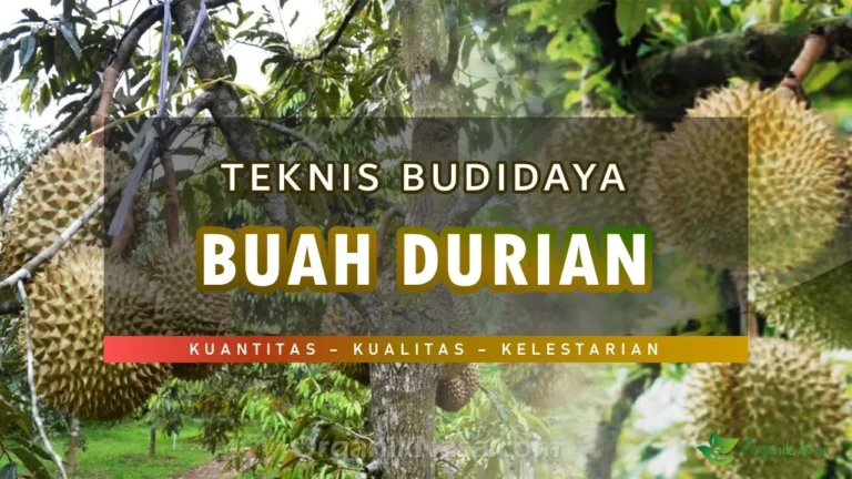 Teknik Budidaya Buah Durian