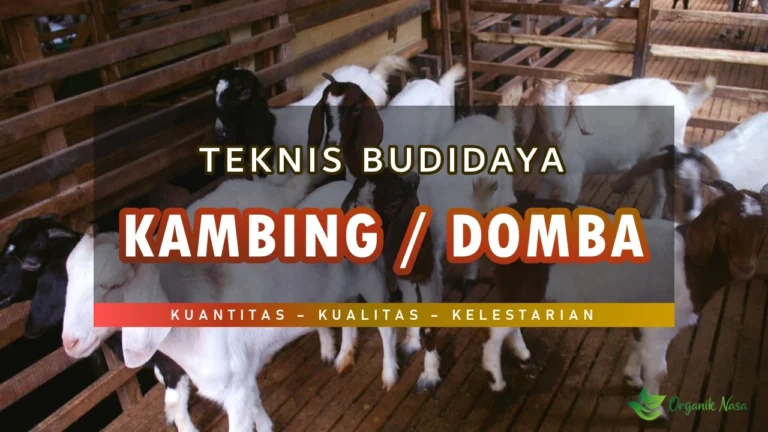 Teknik Budidaya Domba / Kambing