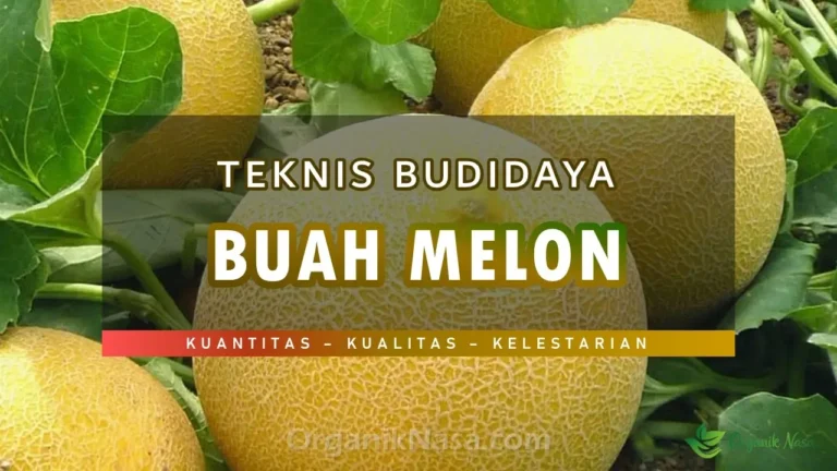 Teknik Budidaya Tanaman Melon