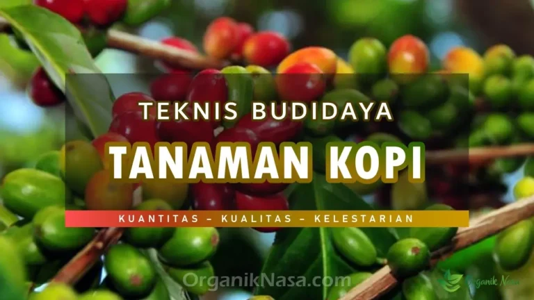 Teknik Budidaya Tanaman Kopi