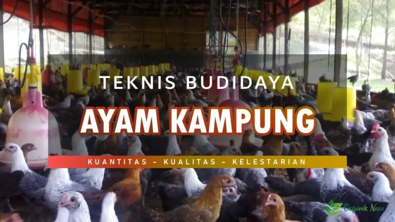 Teknik Budidaya Ternak Ayam Kampung