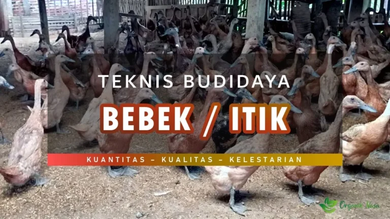 Teknis Budidaya Bebek / Itik