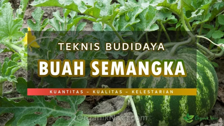 Teknik Budidaya Tanaman Semangka