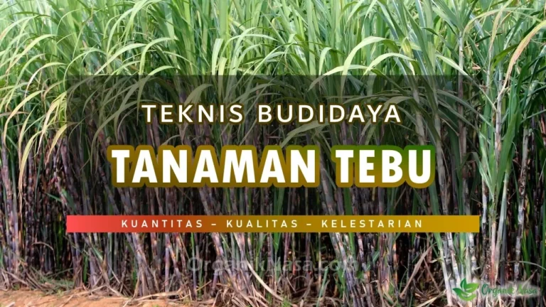 Teknik Budidaya Tanaman Tebu