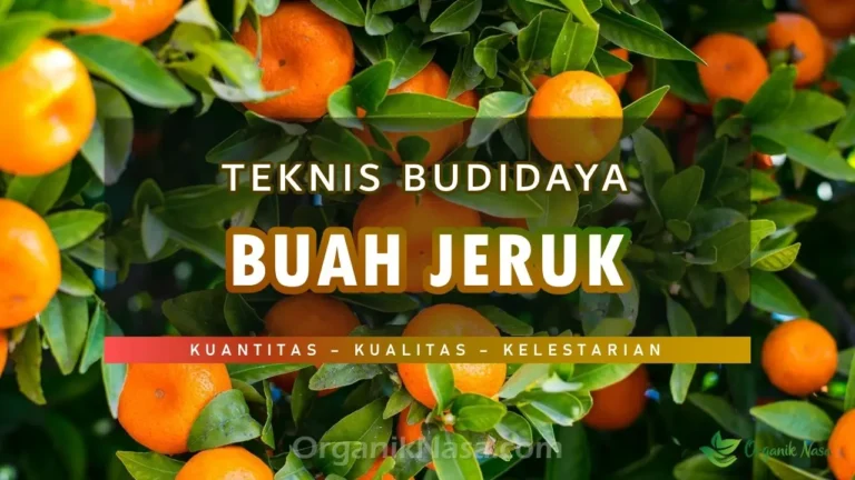 Teknis Budidaya Tanaman Jeruk