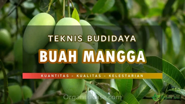 Teknik Budidaya Buah Mangga