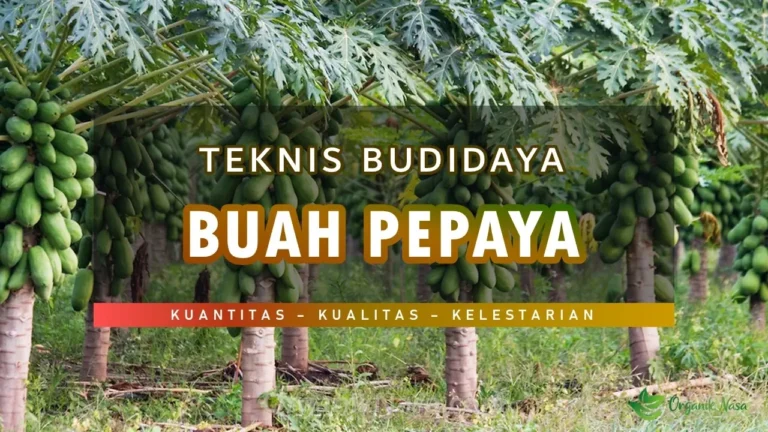 Teknis Budidaya Tanaman Pepaya