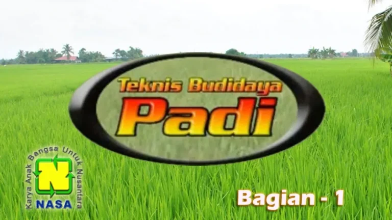 Video Teknis Budidaya Padi NASA