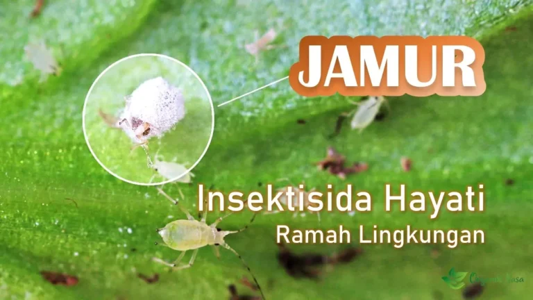 Jamur – Insektisida Hayati Ramah Lingkungan