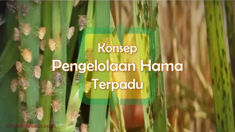 Konsep Pengelolaan Hama Terpadu