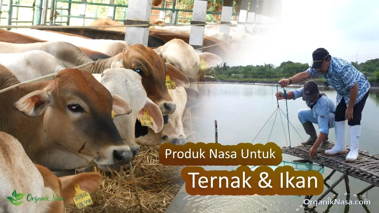 Produk Nasa Untuk Ternak dan Ikan