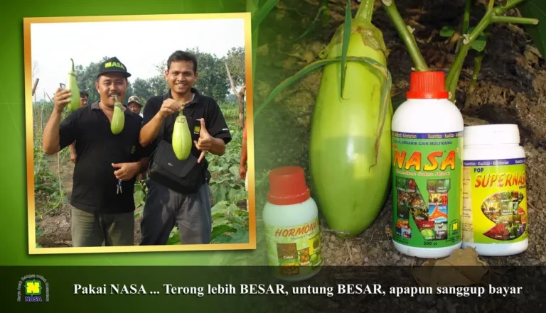 Hasil Tanaman Terong Nasa