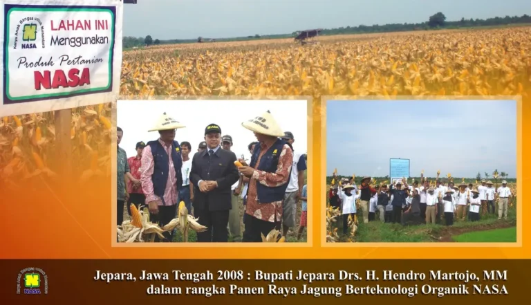 Panen Raya Jagung Nasa Jepara