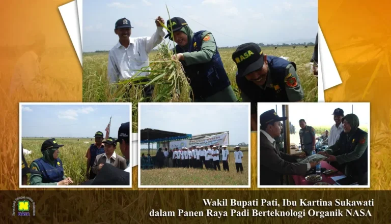 Panen Raya Padi Nasa Pati Jateng